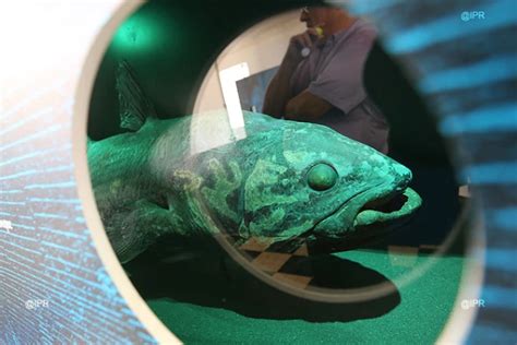  Le conte du Coelacanthe Chantant: une Exploration Mystérieuse de la Mer Profonde et des Anciennes Traditions Maya